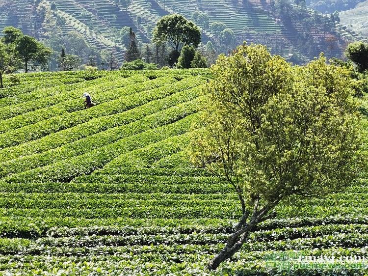 普洱：一片生态有机茶叶 一个可持续发展产业