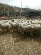 蔚县桃花吴家庄生产羊，尚义高腿羊，小尾，下多羔羊