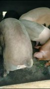 出售胖猪需要的可以联系18314212537 在下谷地村下中