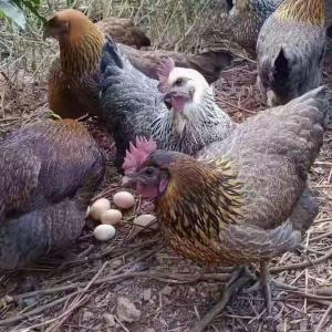 澜沧农村山林放养上千只土鸡下的蛋，五谷杂粮喂养，正宗新鲜土鸡蛋，不土不要钱!2元1个，买50个送2个